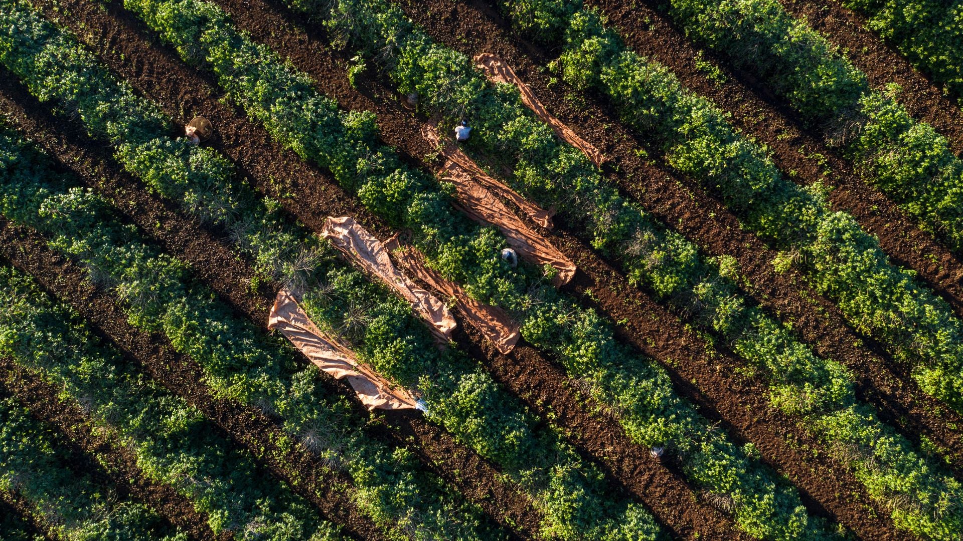 Sustainable Coffee Farm field of workers picking coffee berries