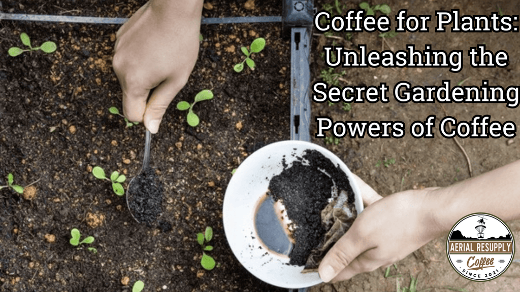 Coffee for Plants: Unleashing the Secret Gardening Powers of Coffee